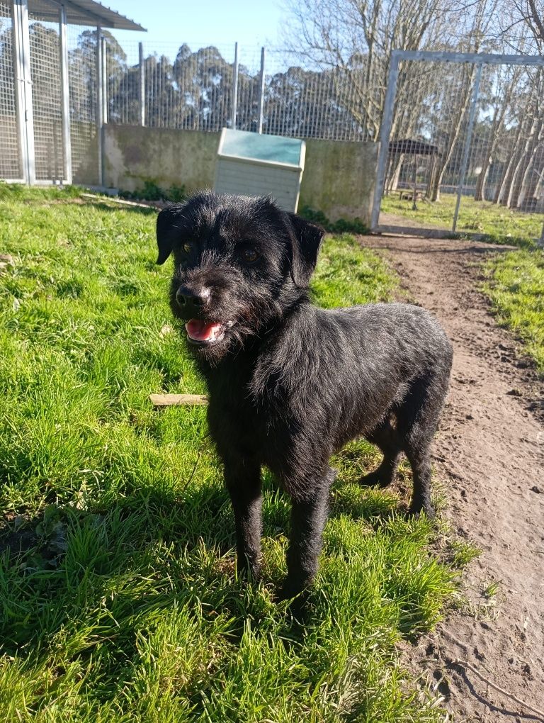 Cão porte pequeno adoção [Koda]