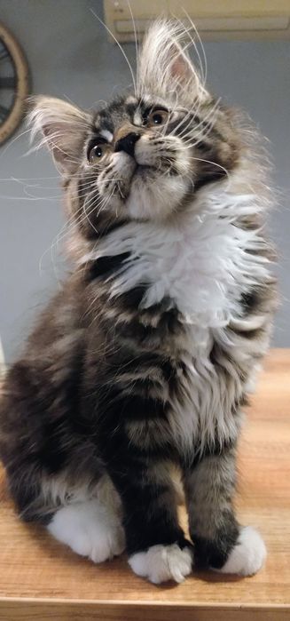 Diuna piękna dziewczyna do hodowli