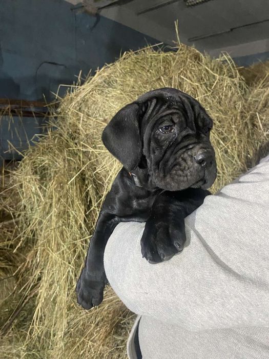 Італійський Кане Корсо