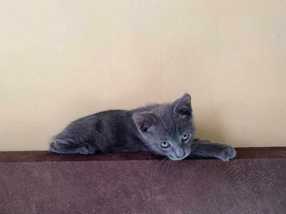 Котенок (котик) бесплатно в добрые руки