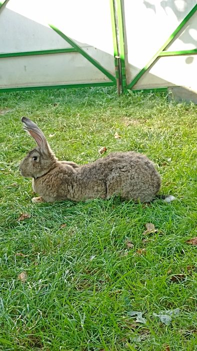 Бельгійці кролі,самички