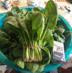 Продам ШПИНАТ на Зелень
