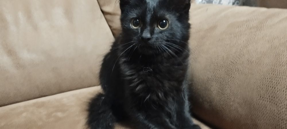Котята комочки счастья в добрые руки
