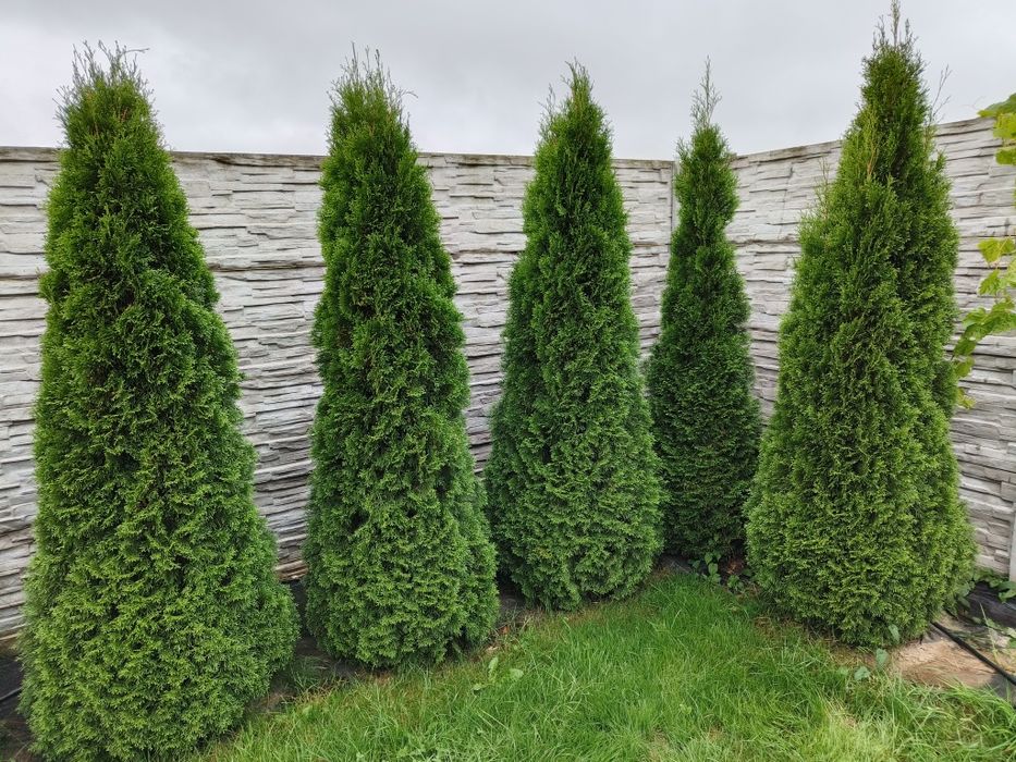 Ładne gęste wysokie 2,5 m tuje thuje