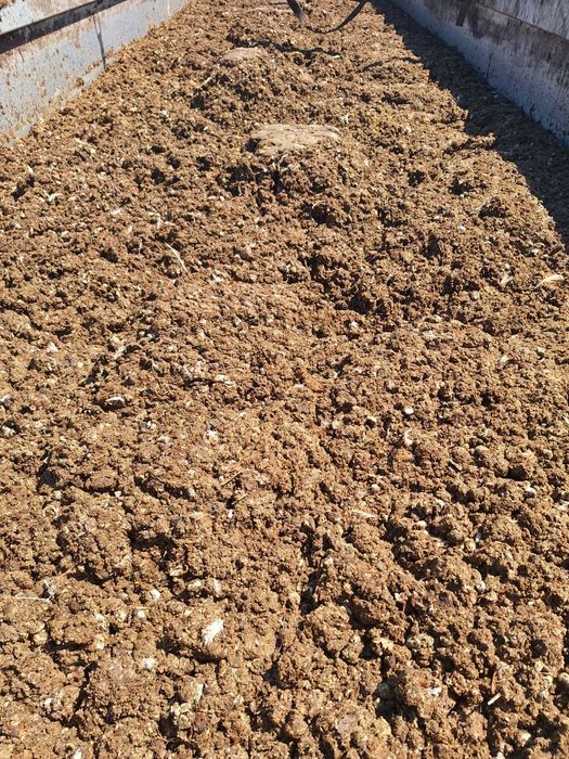 Pomiot kurzy, kurzak, obornik, bobek bez słomy