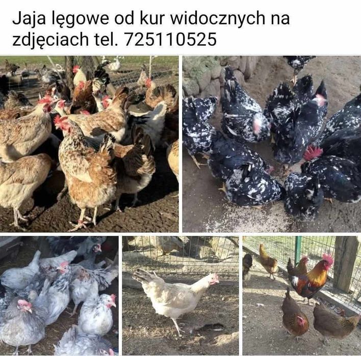 Jajka lęgowe kur, perliczkek, kaczek