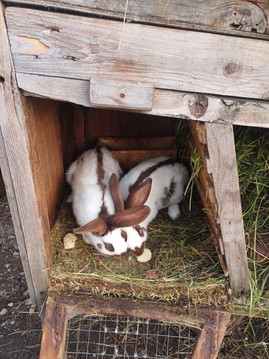 Продам кролі породи строкач