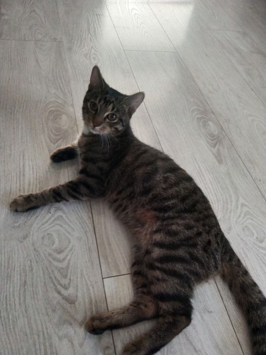 Oddam kocurka 6 miesięcznego