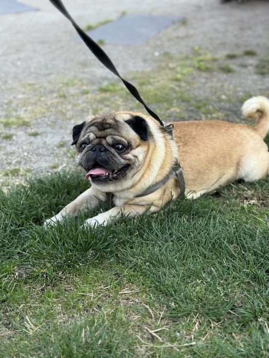 Мопс Тедді для вязки