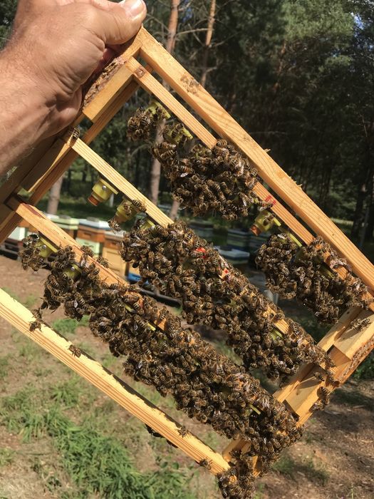 Matki Pszczele unasiennione UN