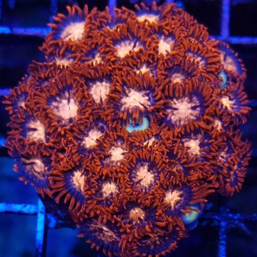 Zoanthus orange sunburst XL koralowiec akwarium morskie koralowce zoa