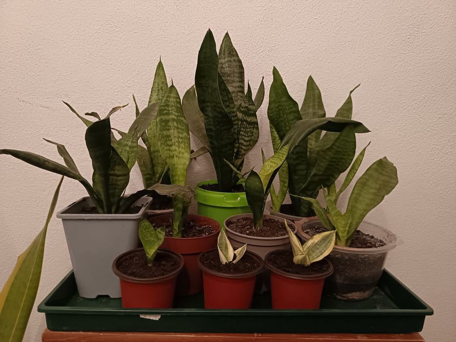 Plantas São Jorge várias