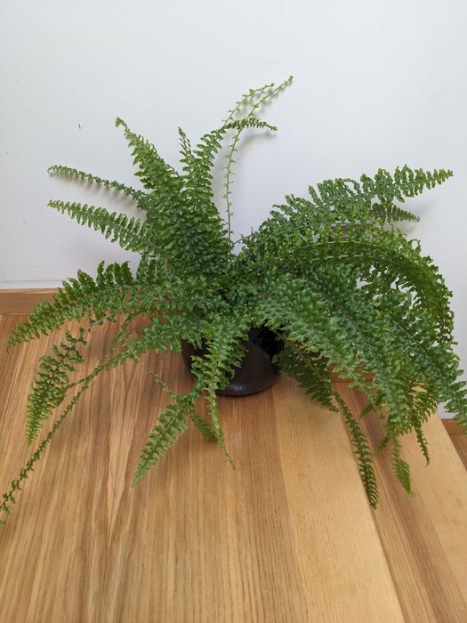 Duża paprotka paproć