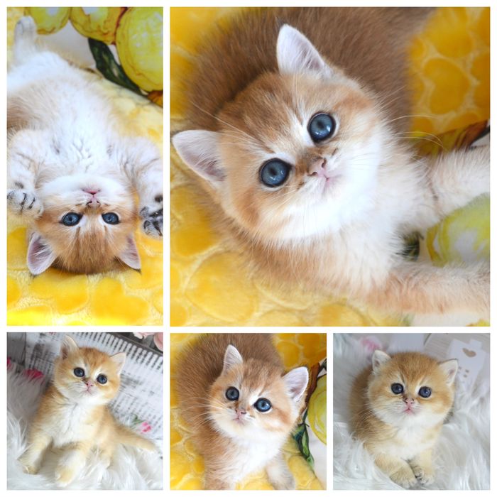 Британская золотая шиншилла котятя/британська золота шиншила