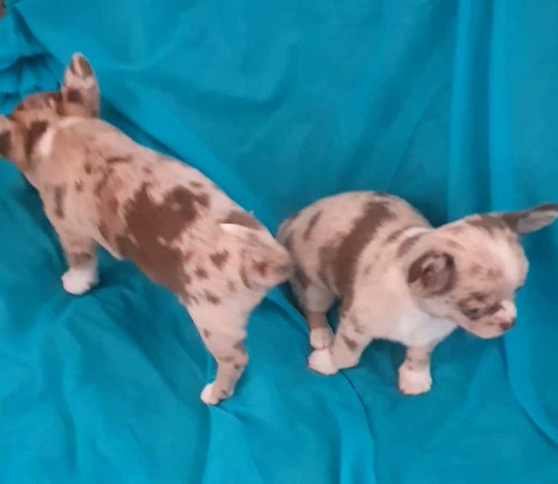 Мармурове диво. Хлопчик.