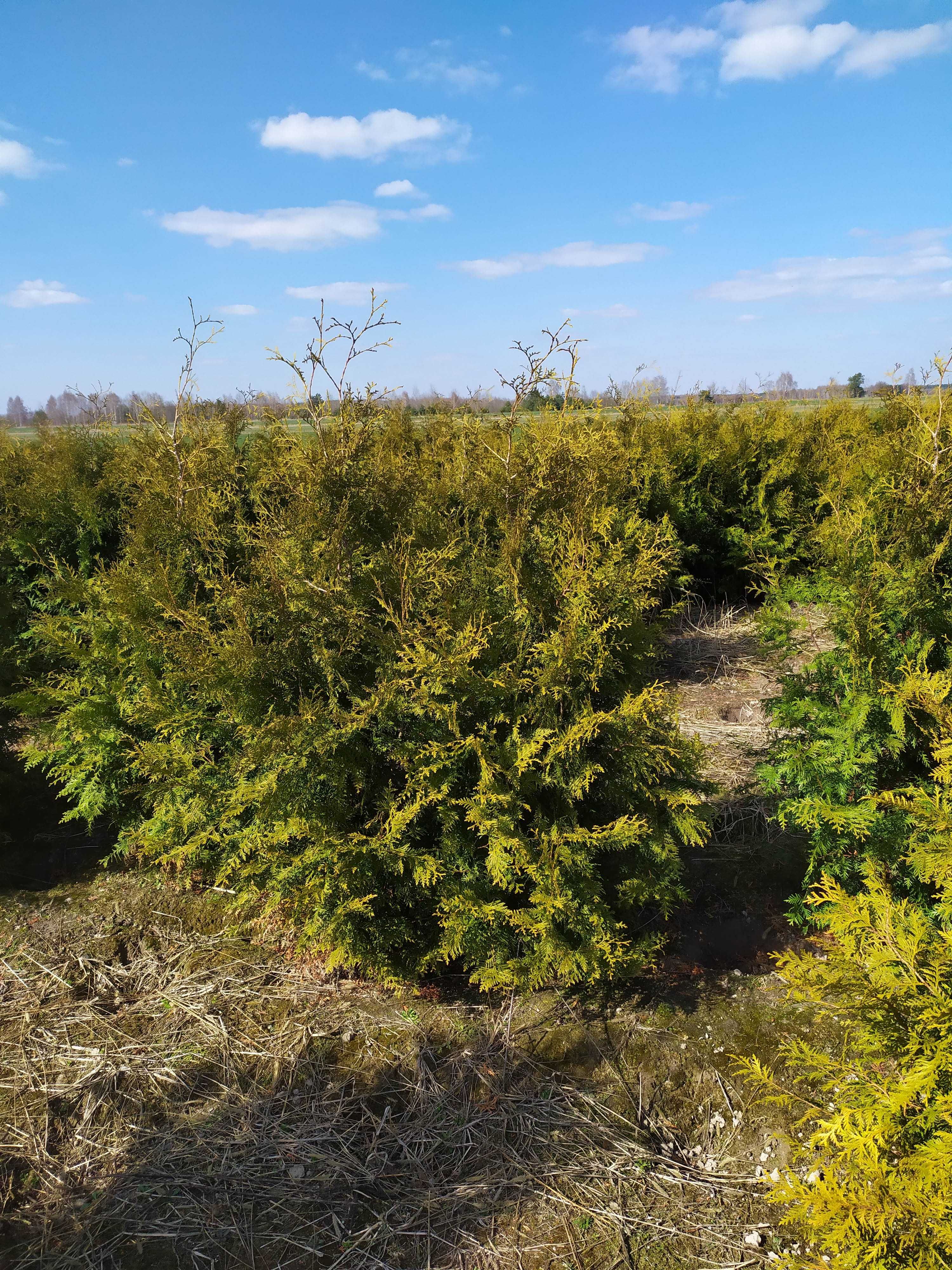 Thuja tuja brabant (smaragd )TANIO 15zł 140-220 cm żywopłot