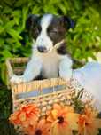 Excelente menino border collie