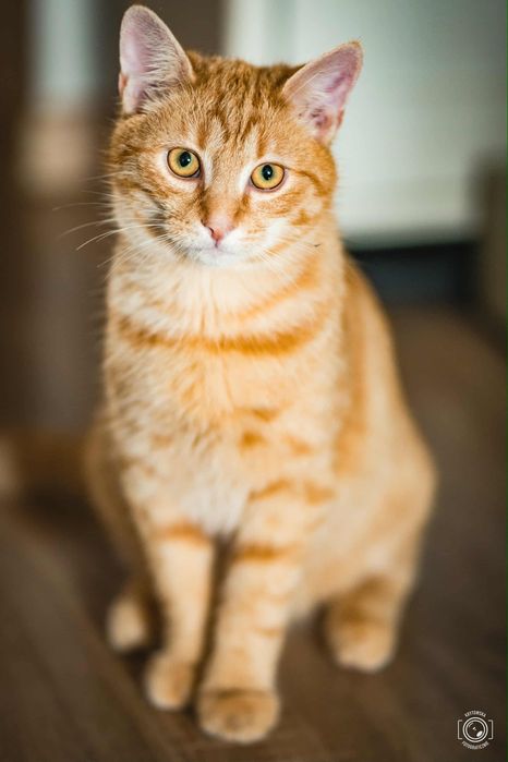 Piekny chlopak szuka domu