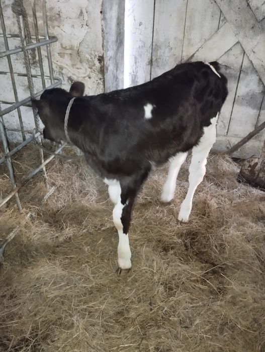 Sprzedam byczki i jałoszki mleczne mieszance bbb i angus