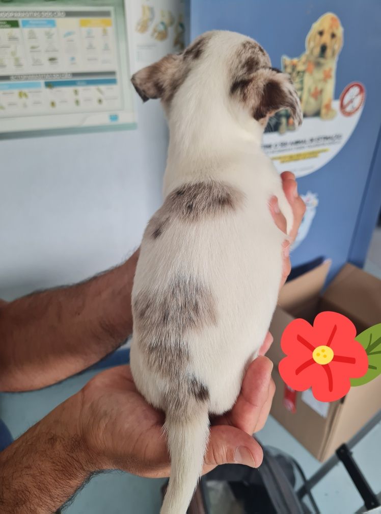 Chiuhahua mini lindissimo cor merle