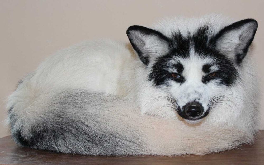 Lisy, liski, lis, lisięta, hodowla MarbleFox, szczenięta 2026