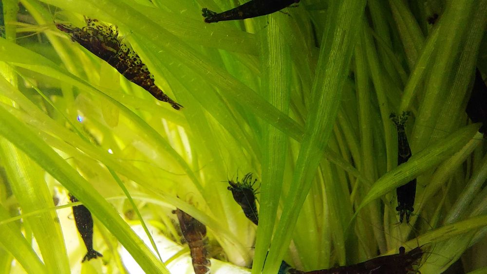 Krewetka Neocaridina schoko