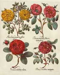 Kwiaty 1713 r.  reprodukcje XVIII w. grafik do aranżacji wnętrza