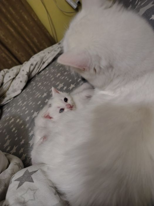 Кошенята від мами шотландки