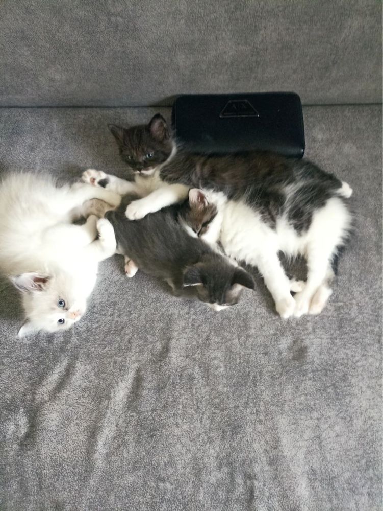 Кошенята в добрі руки
