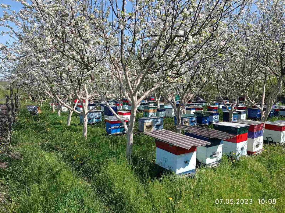 Мед 2025 року із своєї пасіки