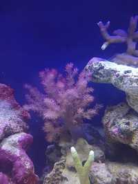 Capnella - koralowiec / akwarium morskie / Olsztyn Korale miękkie