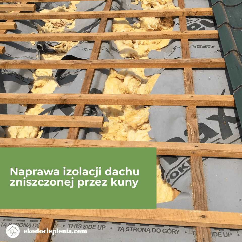 Naprawa dachu po kunie - Zwalczanie kun - montaż pastucha elektr...