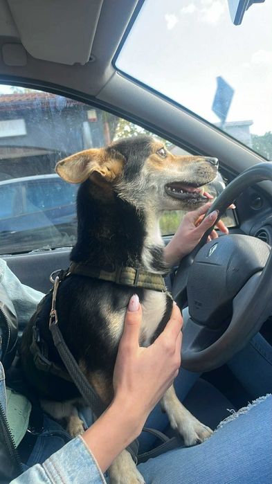 Mały Piesek do adopcji