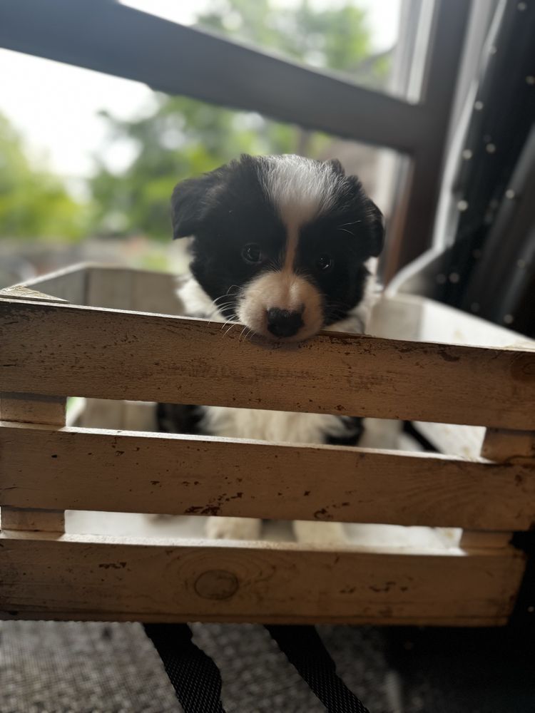 Border Collie FCI ZKWP