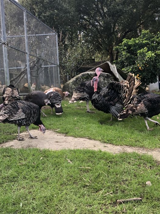 Perus selvagens, criados no campo.