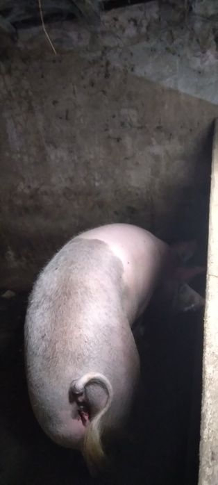 Vendo porca casseira