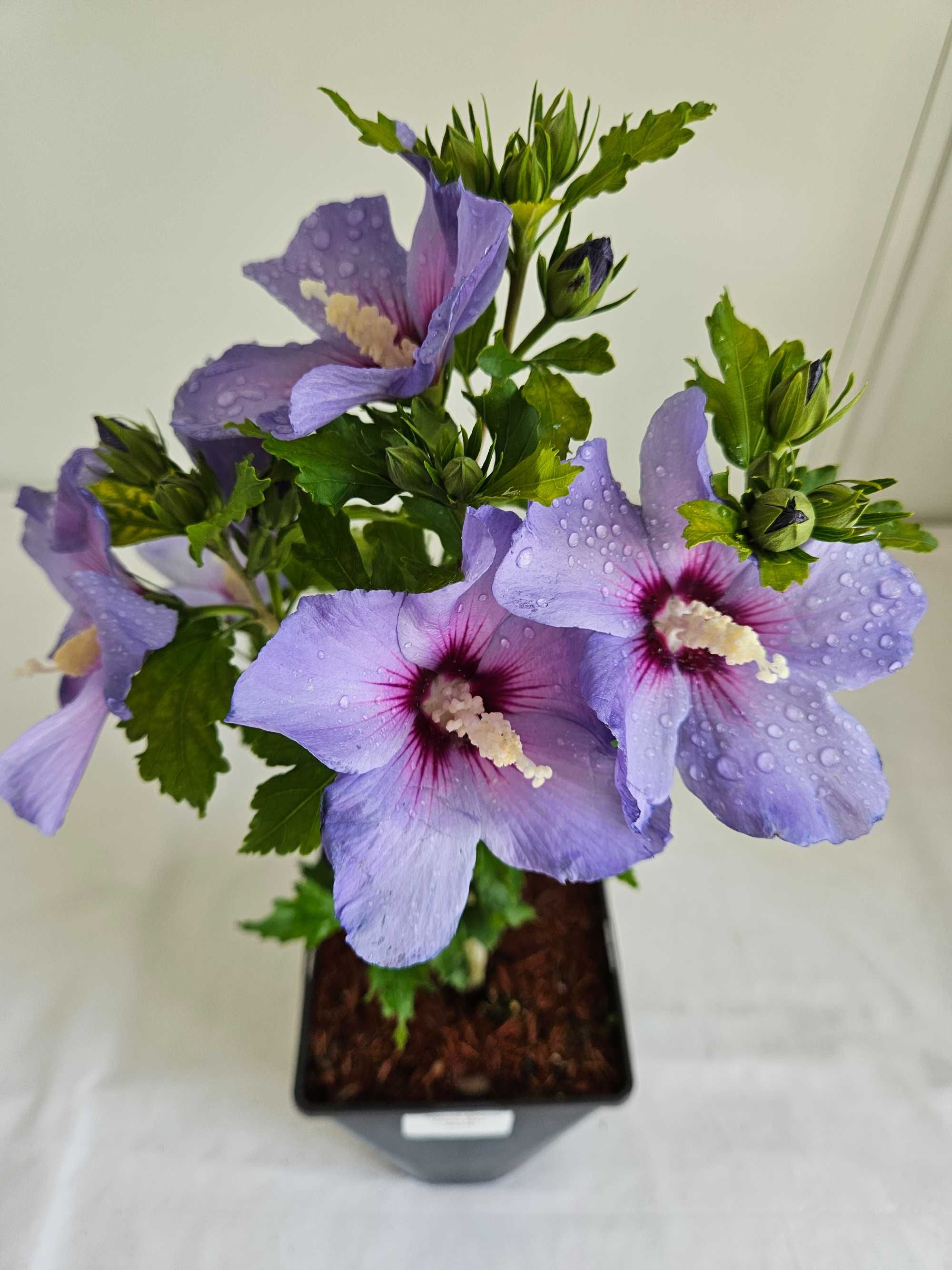 Hibiskus Oiseau Bleu 50cm – niebieski krzew ozdobny do ogrodu C3