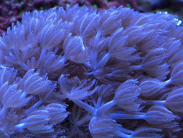Miękkie Xenia pulsująca szczepki korale morskie