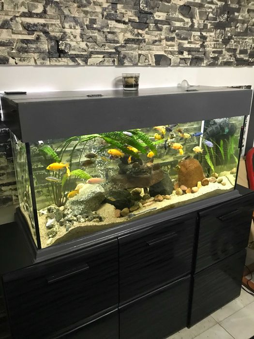 pyszczaki molinezje glonojady