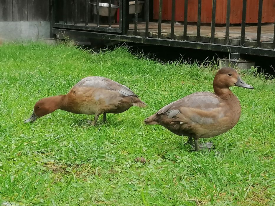 Kaczki ozdobne głowienki