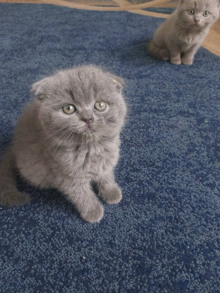 Чудовий котик,британець весловухий