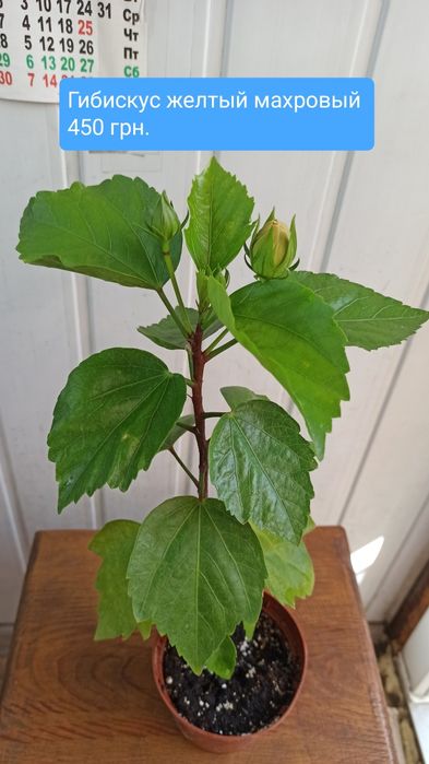 Продам гибискус,сансельверию,хою,сингониум