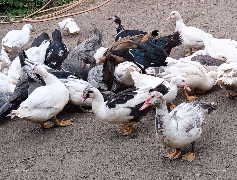 Качки Шипуни, мускусні, молодняк