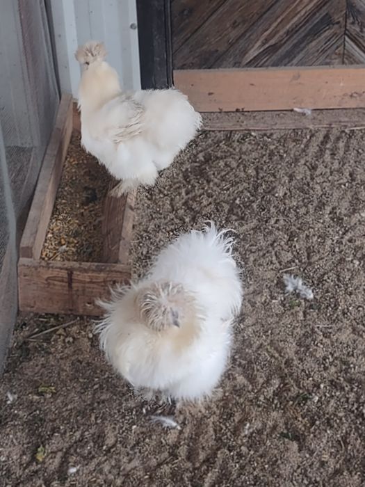 silki tegoroczne białe, kury ozdobne