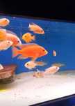 Aulonocara Fire Fish 7-11 cm