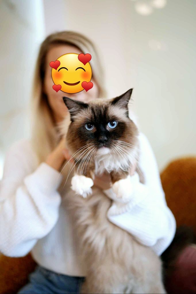 Oferta krycia reproduktor National Champion ragdoll WCF