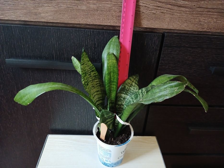 Рослини кімнатні