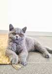 Gatinho british shorthair