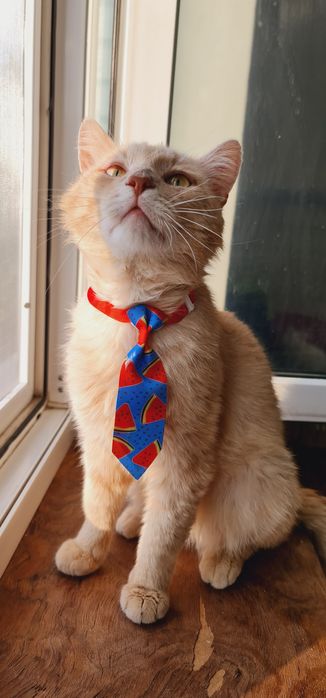 Рожевий котик Персушка
