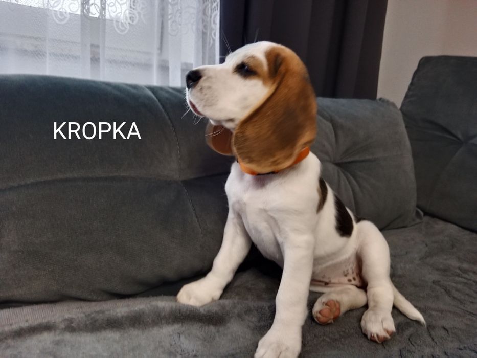 Beagle szczeniak